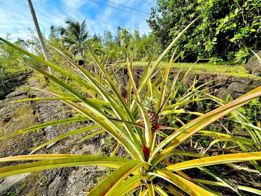 Puna Zen Botanical Garden Retreat Holiday home *