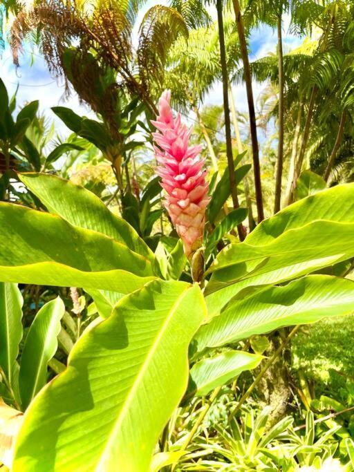 Puna Zen Botanical Garden Retreat Holiday home *